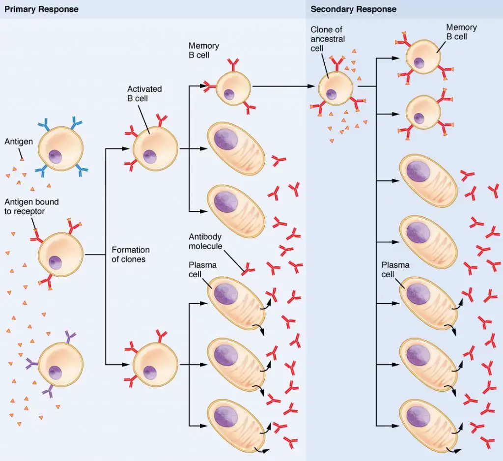 Memory cells involved in Immune Response | Source Anatomy & Physiology, Connexions Web site. http://cnx.org/content/col11496/1.6/, Jun 19, 2013.
