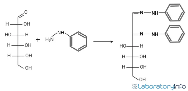 Osazone formation. D-glucose reacts with phenylhydrazine to give glucosazone. Image Source: Wiki
