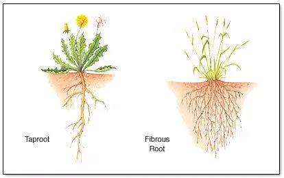Taproot vs Fibrous root
