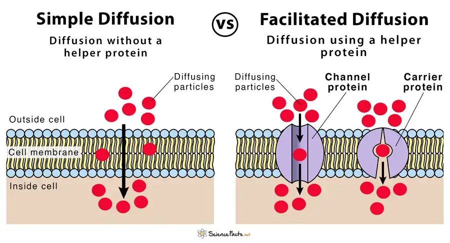 Facilitated diffusion vs simple diffusion
