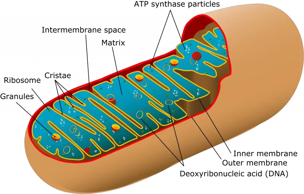 Mitochondria vs Chloroplasts - Key Differences 1 Mitochondria