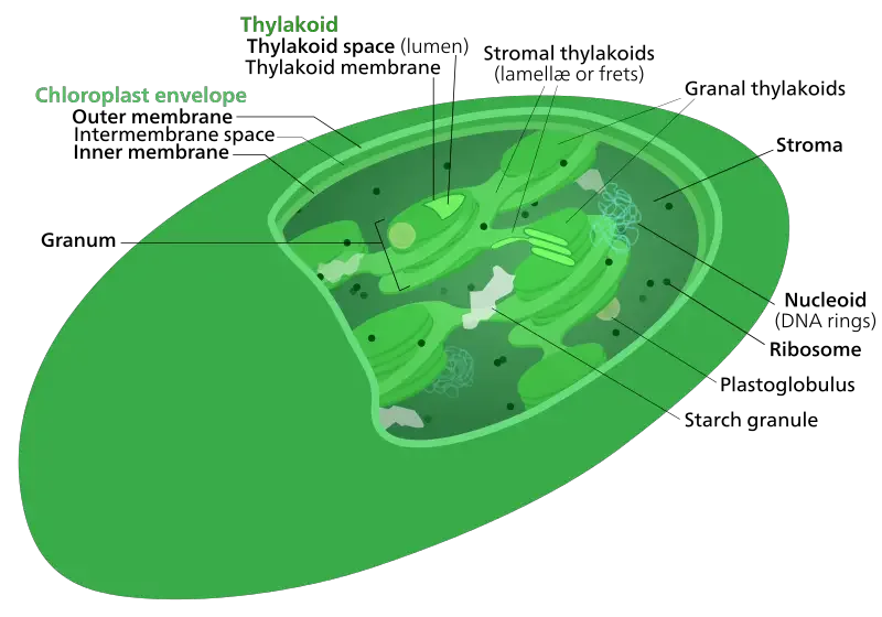 Mitochondria vs Chloroplasts - Key Differences 2 Chloroplast