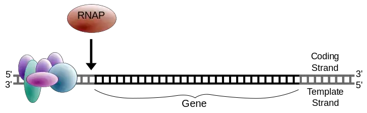 Initiation of transcription. RNAP® refers to RNA polymerase