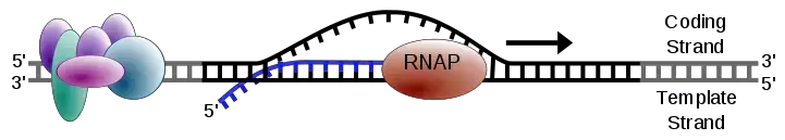 Elongation in transcription.