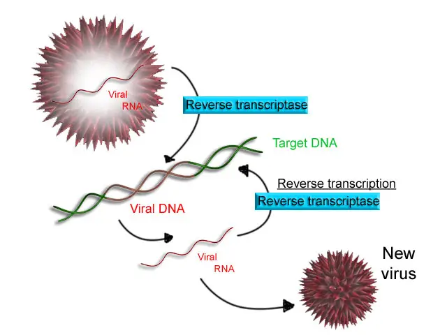 What is Reverse Transcription?
