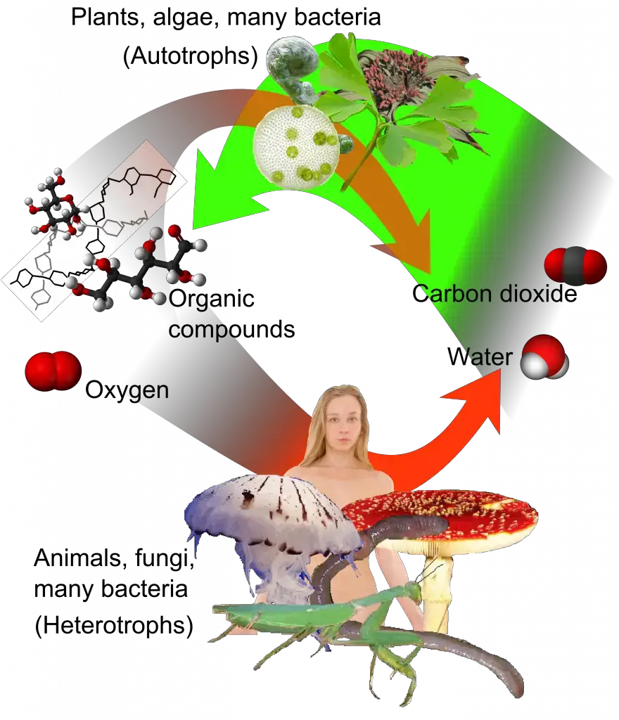 Differences between Autotroph and Heterotroph – Autotroph vs Heterotroph
