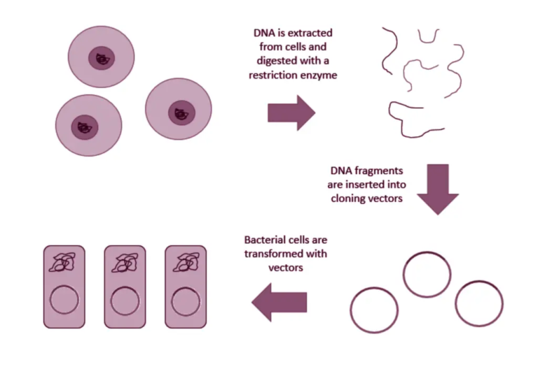 Difference between genomic and cdna library Biology Notes Online