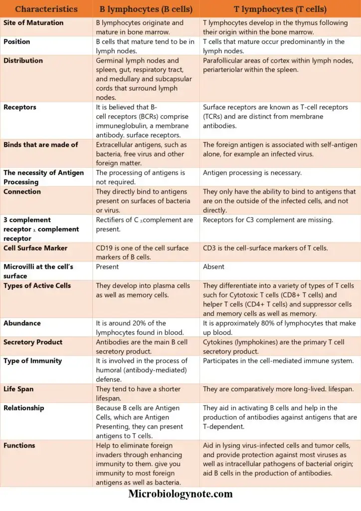 Differences between B Cells and T Cells – B Cells vs T Cells
