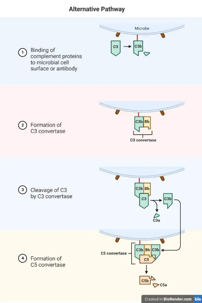 Alternative Pathway of Complement Activation
