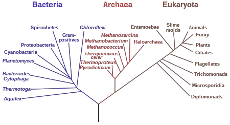 Phylogenetic tree
