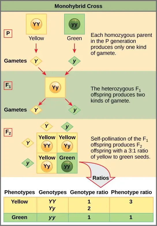 Monohybrid Cross vs Dihybrid Cross - Key Differences 1 Monohybrid cross