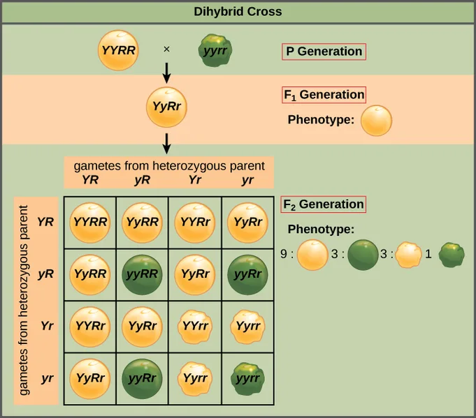 Monohybrid Cross vs Dihybrid Cross - Key Differences 2 Dihybrid cross