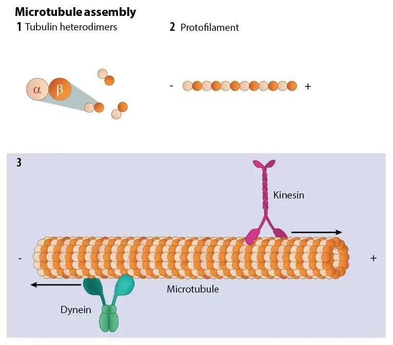 Assembly and Disassembly of Microtubules
