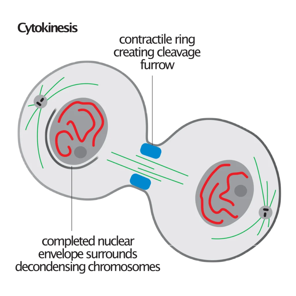 How is plant cell cytokinesis different from animal cell cytokinesis?
