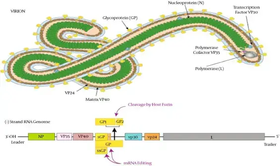 Genomic Organization of Ebola Virus
