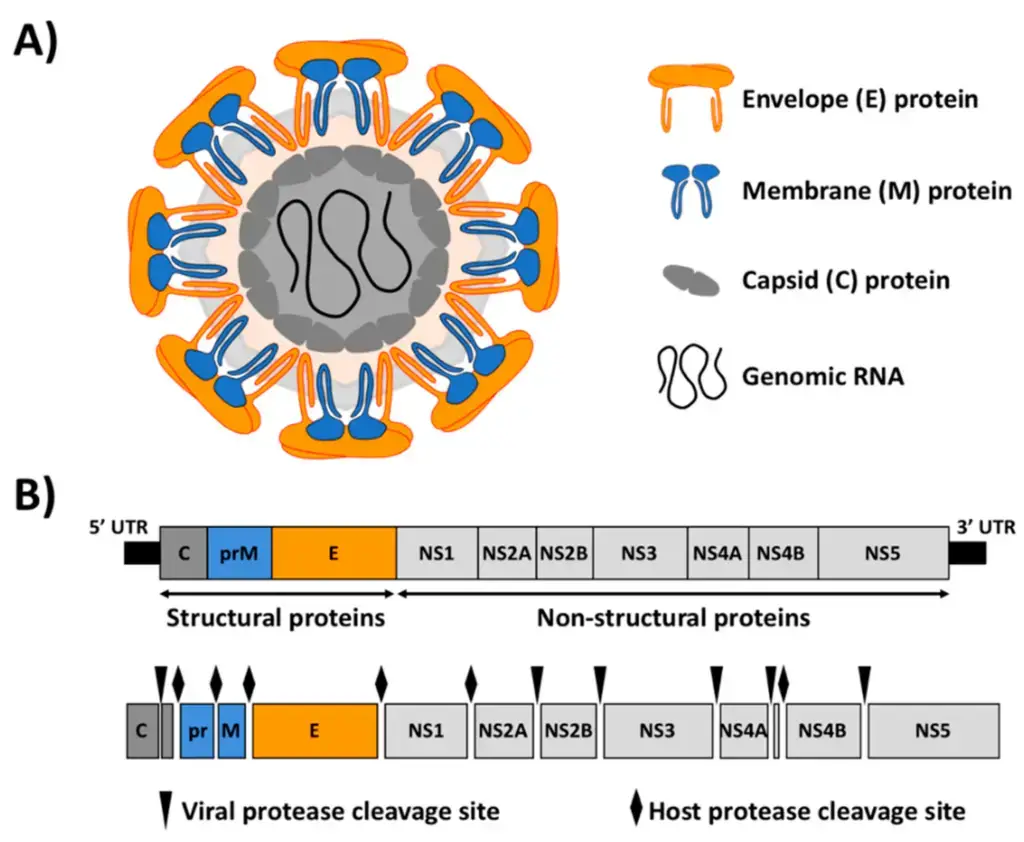 Genomic Organization of Zika Virus
