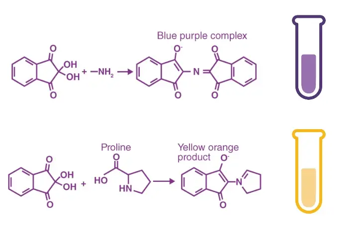 Ninhydrin Test Reaction
