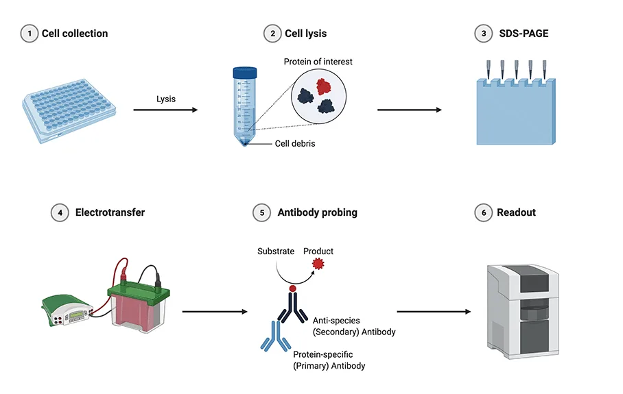 Western blotting procedure 