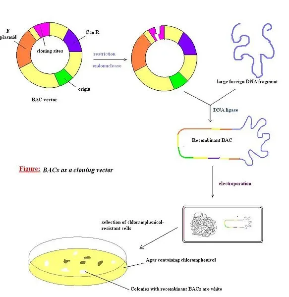 BAC Vectors