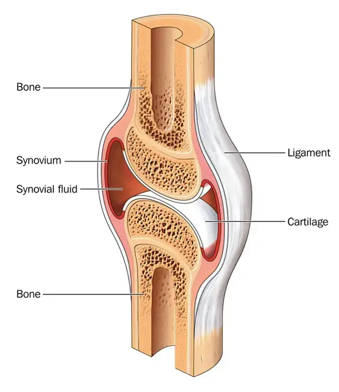 Differences Between Bones and Cartilage – Bones vs Cartilage
