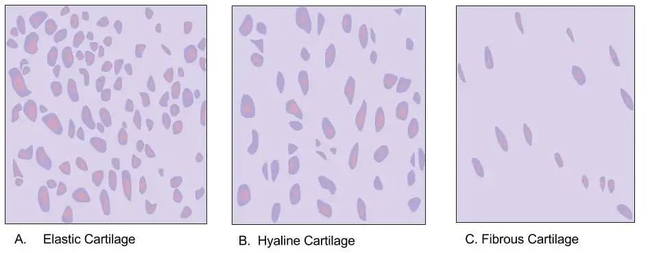 There are three different types of cartilage: elastic (A), hyaline (B), and fibrous (C).
