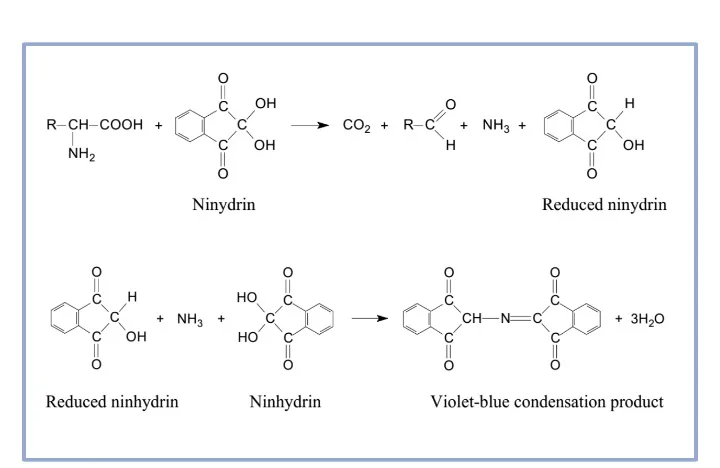 Ninhydrin Test Reaction
