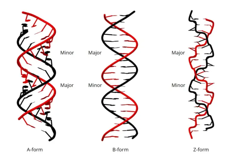 Different Between DNA-A Form, DNA-B Form, DNA-Z Form - Biology Notes Online