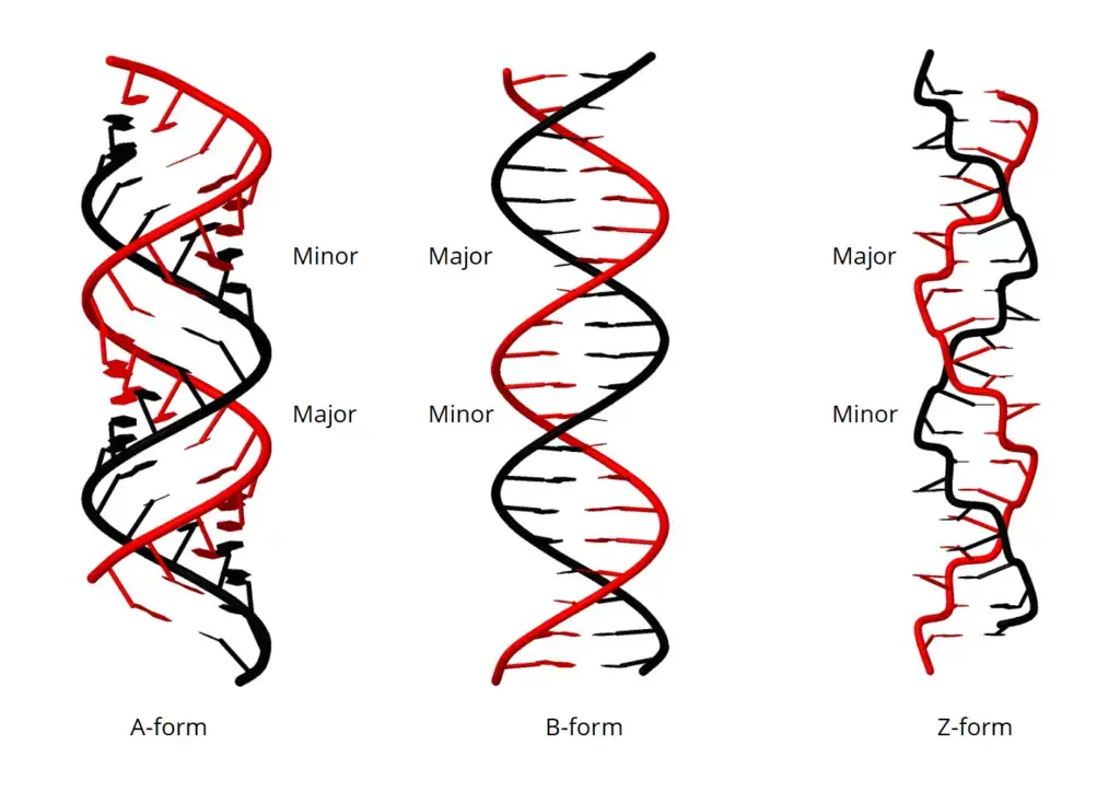 Different Forms of DNA and Differences
