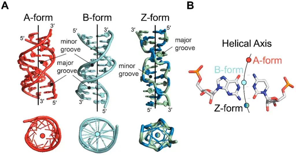Comparison of helical axes between A-, B-, and Z-form nucleic acids.