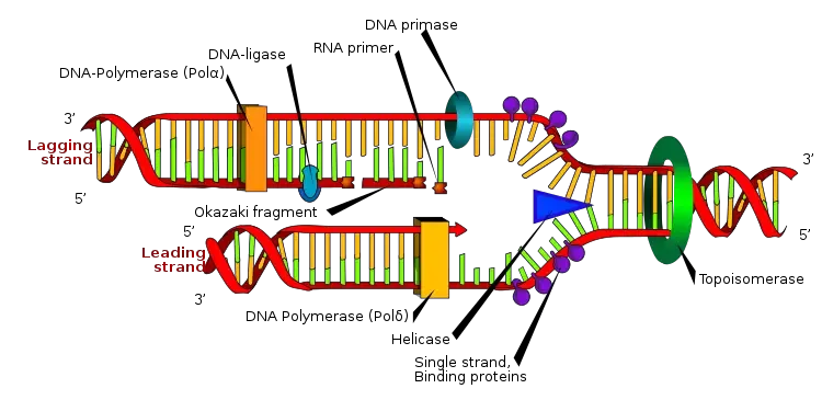RNA primer
