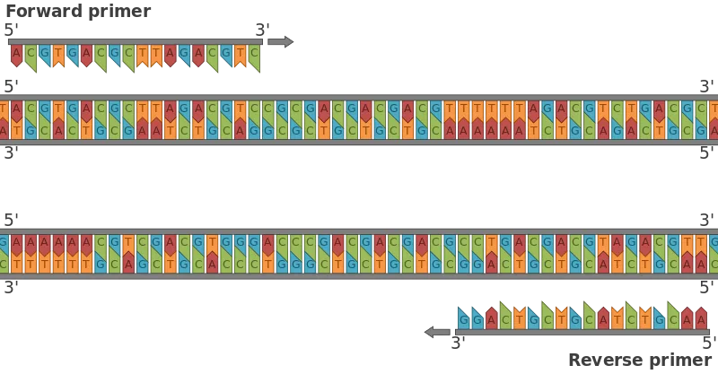 What is DNA Primer?
