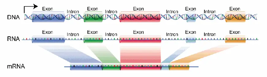 Introns vs Exons - Difference, Definition, Functions, Structure ...