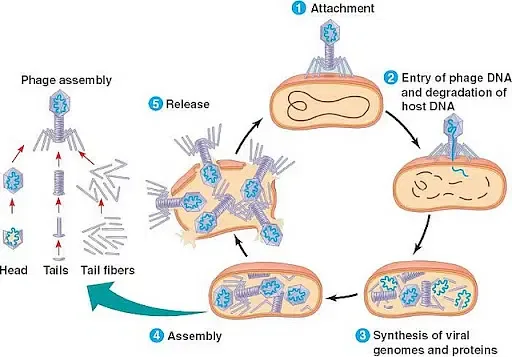 Flow Diagram of Lytic Cycle
