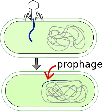 Lysogenic Cycle