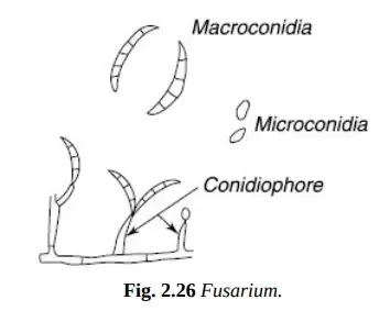 Food Microflora – Molds
