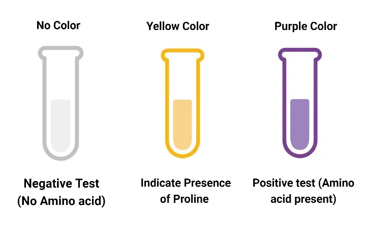 Result and Interpretation of Ninhydrin Test
