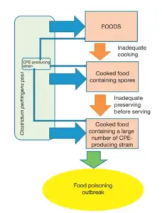 Clostridium Perfringens Food Poisoning - Biology Notes Online