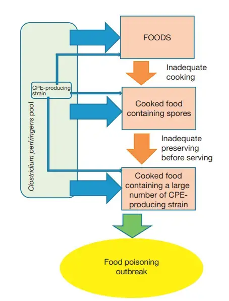 Source of Enterotoxigenic C. perfringens Strains in Food 