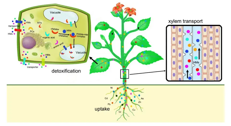 Phytoremediation