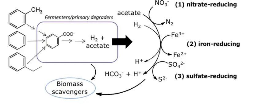 Conceptual model for syntrophic anaerobic degradation of benzene and alkylbenzenes. Acetate and H2 are consumed in reactions 1, 2, and 3, keeping the fermentation reaction energetically favorable. When external electron acceptors (e.g., nitrate, iron, or sulphate) are no longer available, methanogens consume acetate and hydrogen.
