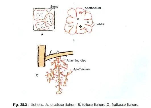 Symbiosis between Alga and Fungus (Lichens)