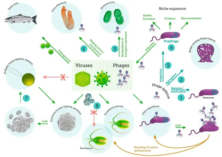 Microorganisms in Marine Water 