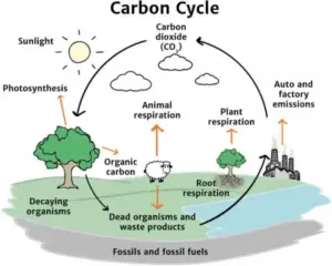 Steps of Carbon Cycle