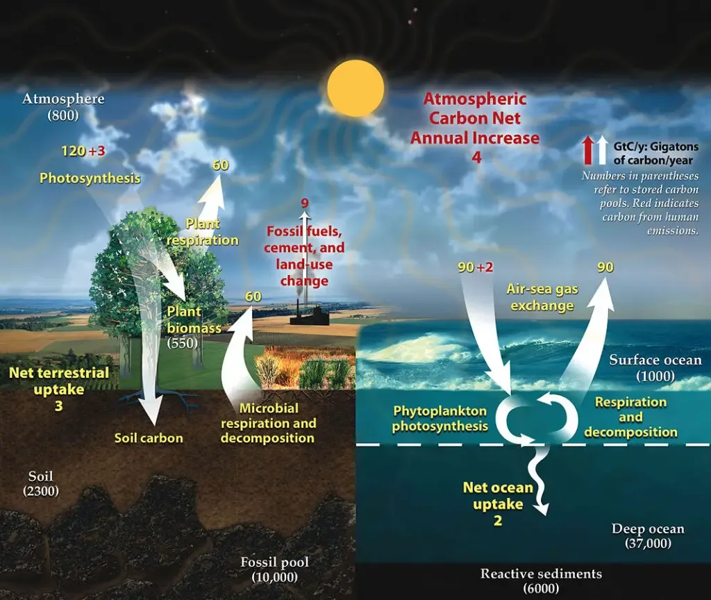 Carbon cycle - Definition, Steps, Importance, Examples 2 Fast carbon cycle