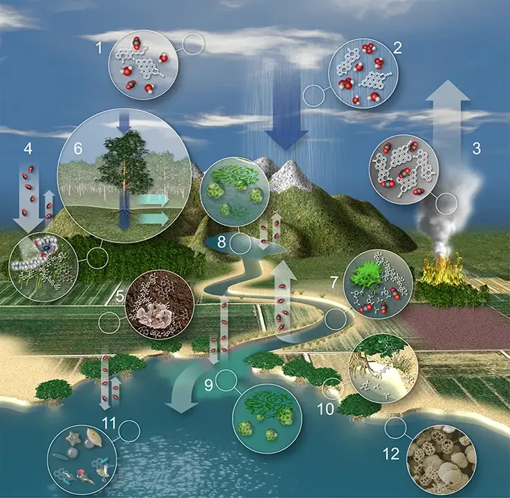 Carbon cycle - Definition, Steps, Importance, Examples 3 Terrestrial carbon in the water cycle