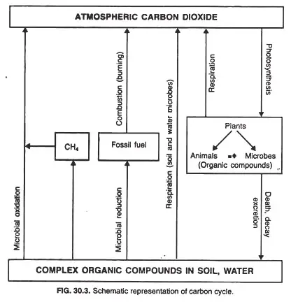 Conversion of Oxidized form of Carbon (CO2) into Reduced Organic Form
