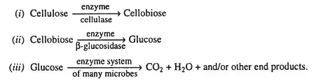 Cellulose Decomposition
