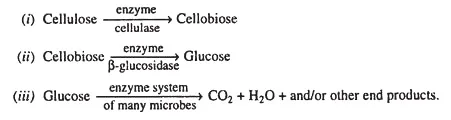 Carbon cycle - Definition, Steps, Importance, Examples 5 Cellulose Decomposition