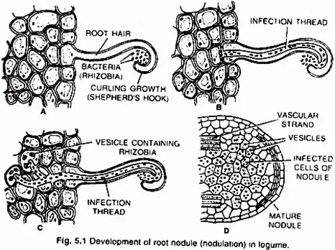 Nodule formation
