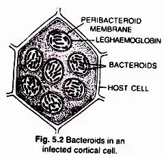 Nodule formation
